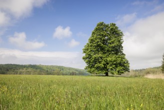 A lone tree, horse chestnut (Aesculus), stands on a green meadow under a clear blue sky and some