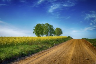 Gravel country road through farm fields passing a crop of bright yellow rapeseed or canola under a