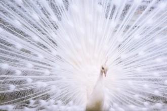 Portrait of the beautiful male white peacock with spread tail feathers