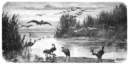 Swampland in Florida. Illustration originally published in Hesse-Warteggs Nord Amerika, swedish