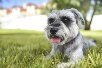 Portrait of a beautiful dog schnauzer sitting on the grass and looking into the distance in the