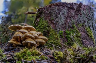 Mushrooms growing between moss on a tree stump