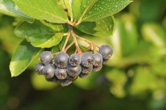 Aronia berries on a bush. Aronia is a genus of deciduous shrubs, the chokeberries. Aroniabeeren am