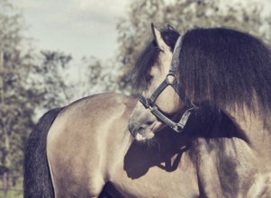 Portrait of Beautiful buckskin welsh pony