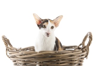 Tortoiseshell siamese cat in big basket isolated over white background
