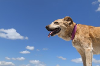 Old hunting dog against blue sky