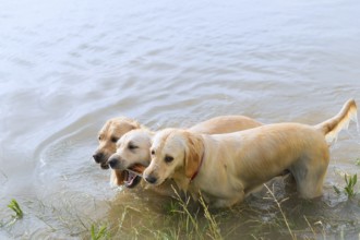 Swimming and playing labrador dogs