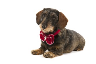 Wire haired dachshund with velvet Christmas bow isolated over white background