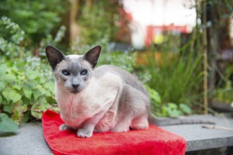 Blue point siamese cat on red outdoor