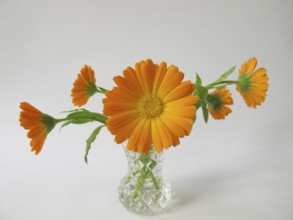 Marigolds in a vase
