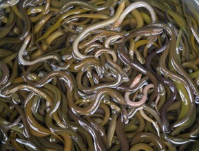 A lot of small eels in the basket in the local market, Thailand, Asia