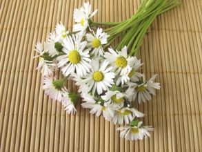 A bunch of daisies