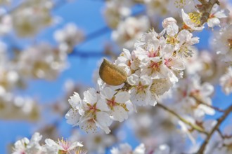 Branch of a Blossoming Almond Tree Varna, Bulgaria, Europe