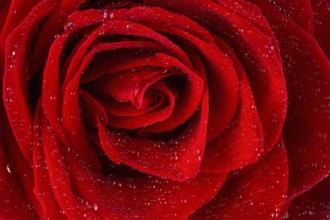 A red rose with drops of water on the blossom