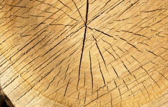 Cut tree stump surface as a background texture