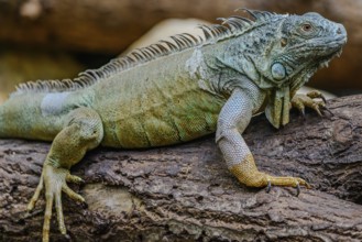 A Green iguana sits on a branch in Straubing Zoo, Lower Bavaria