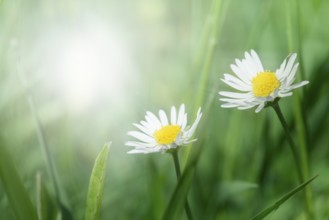 Spring flowers daisies close up. Copy space