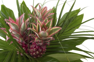 Pineapple fruit in bouquet with green leaves