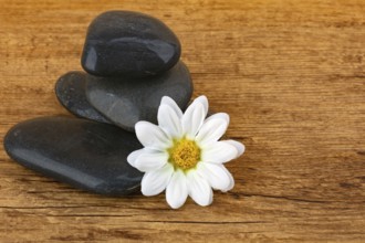 Spa-Steine und Blumenblüte auf hölzernem Hintergrund