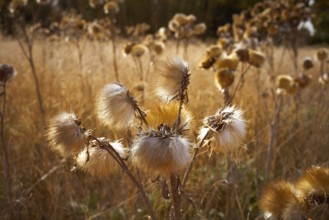 Dried thistle plant in golden meadow at mediterranean