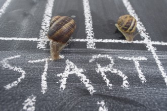 The daily road used with caution by a slow snail