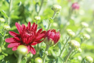 Red Chrysanthemum Mum Flowers and Buds