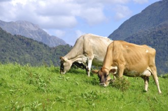 Jersey cows on pasture, Westland, New Zealand, Oceania