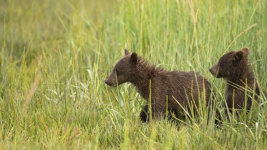 Lake Clark Alaskan Grizzly Bear cub siblings are searching for thier Mother who moved away from
