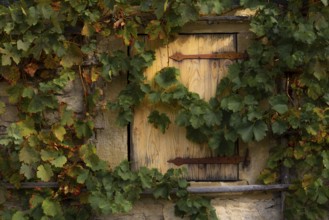 Grape vines hanging over the stone wall and wooden trapdoor from an old german house