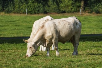A white cow grazing peacefully on a green pasture under a sunny sky, Weseke, Münsterland, Germany,