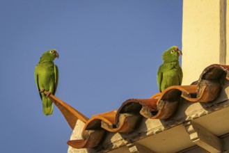 Two Yellow-crowned parrots sitting on red roof tiles against deep blue sky
