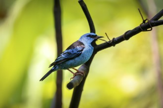 Blue Dacnis perched on a branch against defocused bright green background, Folha Seca, Brazil,