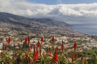 Red Aloe vera in front of the city of Funchal, Madeira, Portugal, Europe