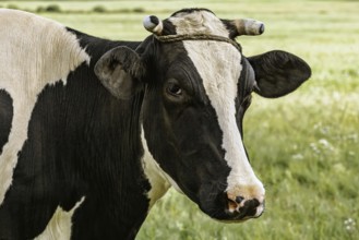 Cow on the pasture in rural area Dviete, Latvia, Europe