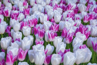 Flowerbed of tulips in the garden. Springtime in Netherlands Lisse, Netherlands