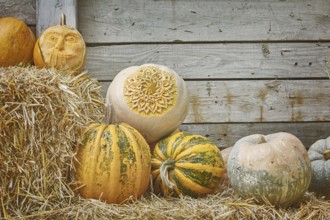 Pumpkins on a Hay against the Wooden Background Varna, Bulgaria, Europe