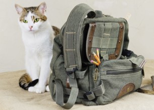 Cat and bag