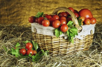 Red ripe tomatoes in a basket on the hay Daugavpils, Latvia, Europe