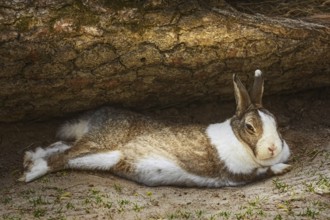 The rabbit lies on the ground under a tree trunk Bialystok, Poland, Europe