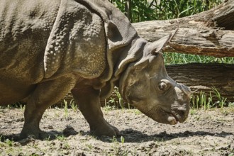 Rhinoceros (Diceros Bicornis). Rhinoceros Family are Some of the Largest Remaining Megafauna.