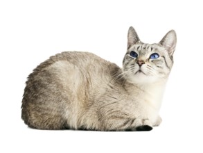 Cat with blue eyes over white background