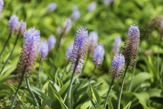 Blauer Ingwer, Dichorisandra thyrsiflora. Brasilien, Madeira, Funchal, Blue ginger, Flower of the