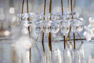 Clear ice caps surround branches in the water, illuminated and reflecting with bokeh in the