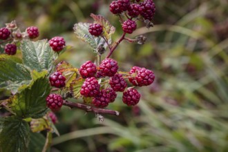 Blackberries, ripening fruit on the bush, late summer