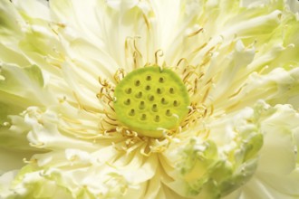 Lotus flower as background