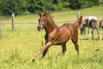 Powerful elegance of a half-grown horse