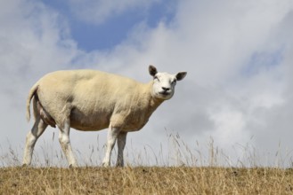Texel, Netherlands. August 2022. A sheep on the dike on the island of Texel