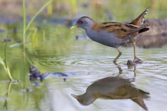 Lesser Crake (Porzana parva), Lesbos, Lesbos Island, Greece, Europe