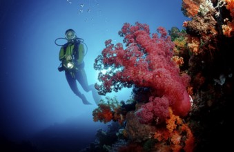 Diver and coral reef, Indonesia, Raja Ampat, Irian Jaya, West Papua, Indian Ocean, Asia