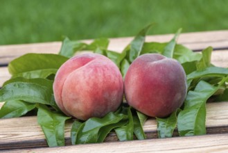 Peach (Prunus persica 'Winzertraum'), An den Dorfwiesen 9, Germany, Europe